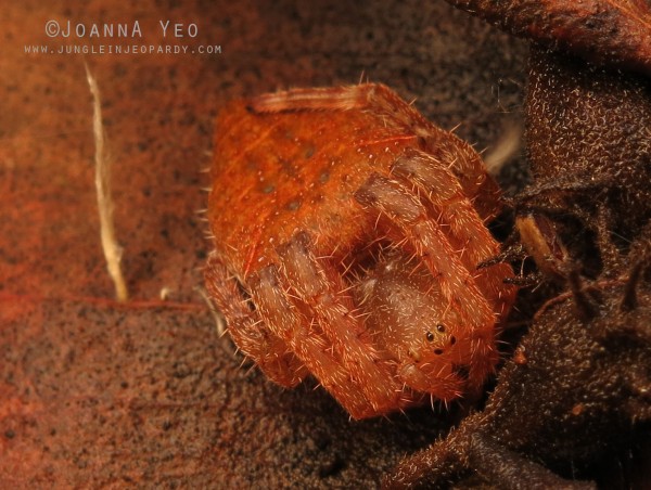 Laglaise's Garden Spider (Eriovixia laglaizei) - joanna yeo