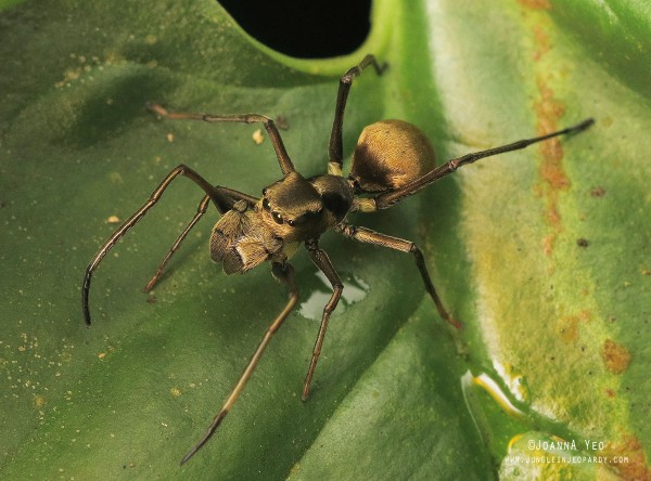 myrmarachne maxillosa ant-mimicking spider