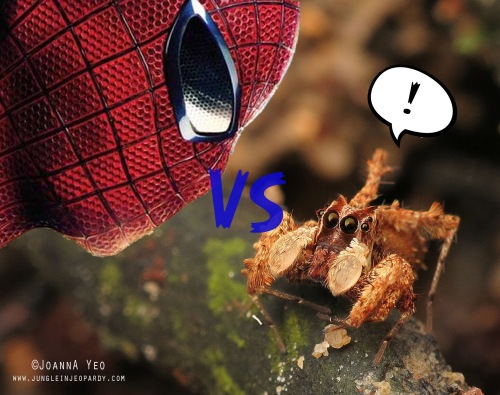 spiderman-vs-spider-jungle-in-jeopardy